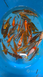 Carpa Koi