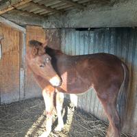 Puledra spagnola di un anno