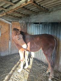 Puledra spagnola di un anno