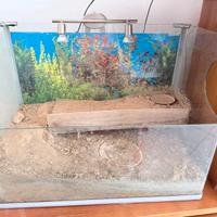 Terrario per tartarughe