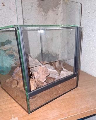 terrario 25x25x25
