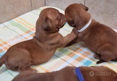 Allevamento di Dogue de Bordeaux