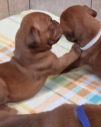 Allevamento di Dogue de Bordeaux