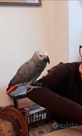 Pappagallo cenerino