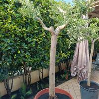 5 ulivi di varie dimensioni 