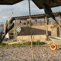 Parrocchetti dal collare