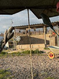 Parrocchetti dal collare