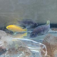 2 ciclidi Mbuna Malawi come da foto