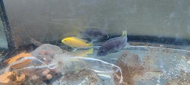 2 ciclidi Mbuna Malawi come da foto