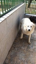 Sansone mix maremmano di 2 anni in adozione