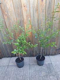 Ligustrum ovalifolium