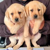 Cuccioli di labrador retriever