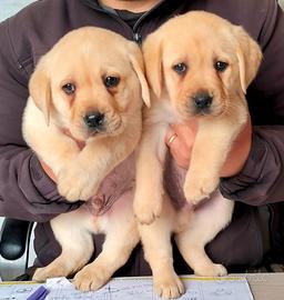 Cuccioli di labrador retriever