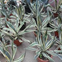 Agave americana