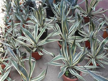 Agave americana