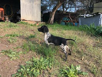 Cucciolo di bracco pointer
