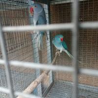 Parrocchetti dal collare cleartail