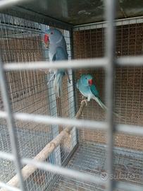 Parrocchetti dal collare cleartail