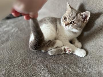 Gatto British Shorthair