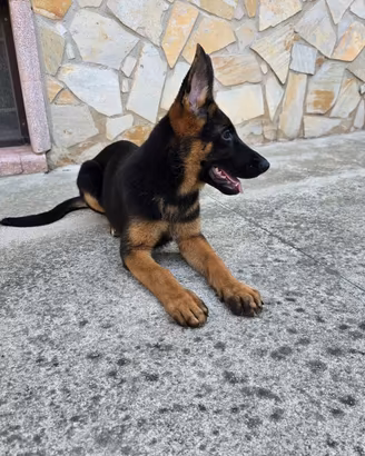  CUCCIOLI DI PASTORE TEDESCO – 80 GIORNI