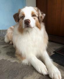 Australian shepherd per monte