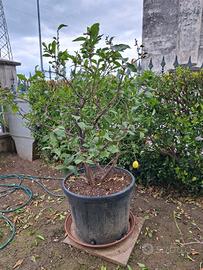 pianta limone 