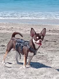 Chihuahua disponibile per accoppiamento 