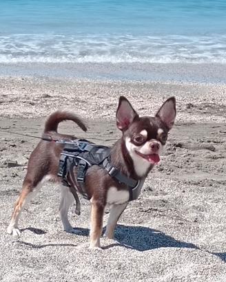 Chihuahua disponibile per accoppiamento 