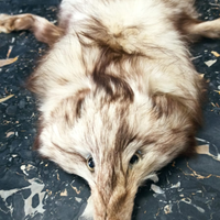 Stola di volpe di groenlandia