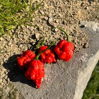 Peperoncino Carolina reaper