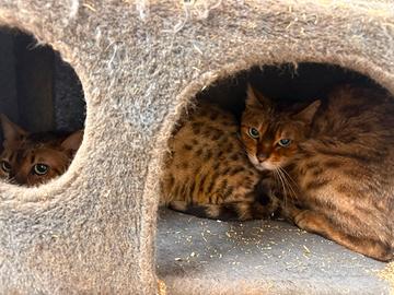Gatte bengala femmine gatta