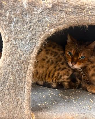 Gatte bengala femmine gatta