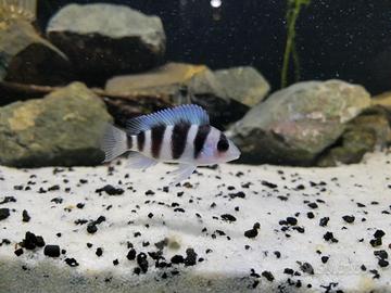 Ciclid Cyphotilapia frontosa Baby 5-6