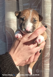 Bull terrier miniatura/ micro bull