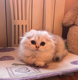 Gatta Scottish Fold