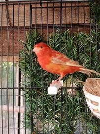 Canarini SOLO MASCHI