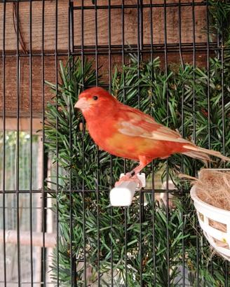 Canarini SOLO MASCHI