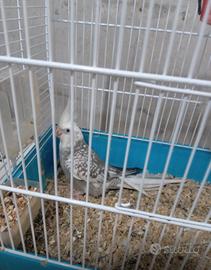 Calopsite allevate a mano