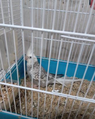 Calopsite allevate a mano