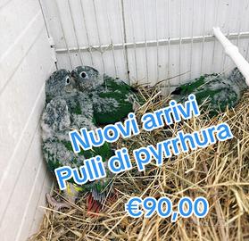 Pullo di pyrehura