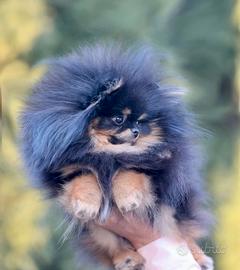 Spitz Di Pomerania Mini