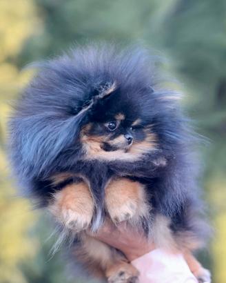 Spitz Di Pomerania Mini