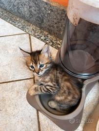gattina 