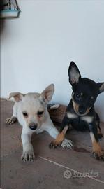 Amori