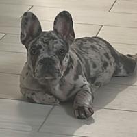 Bulldog francese