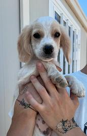 Noah simil cavalier king in adozione