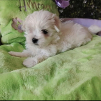 Maltesino toy