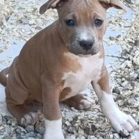 Cuccioli Pitbull