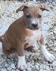 Cuccioli Pitbull