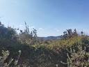 terreno-con-oliveto-a-due-passi-dalla-citta